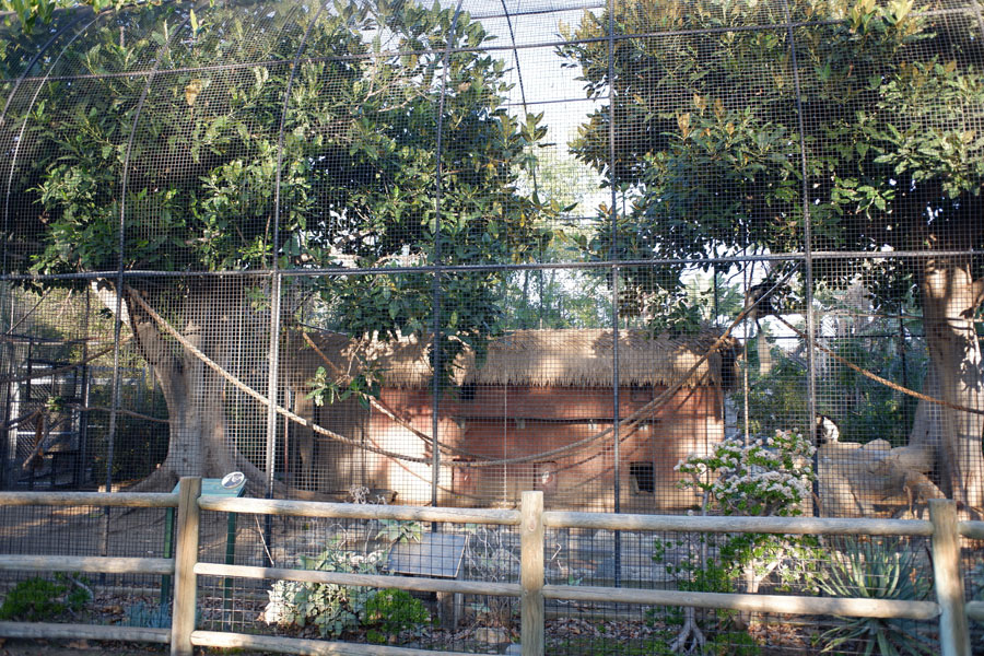 colobus monkey exhibit