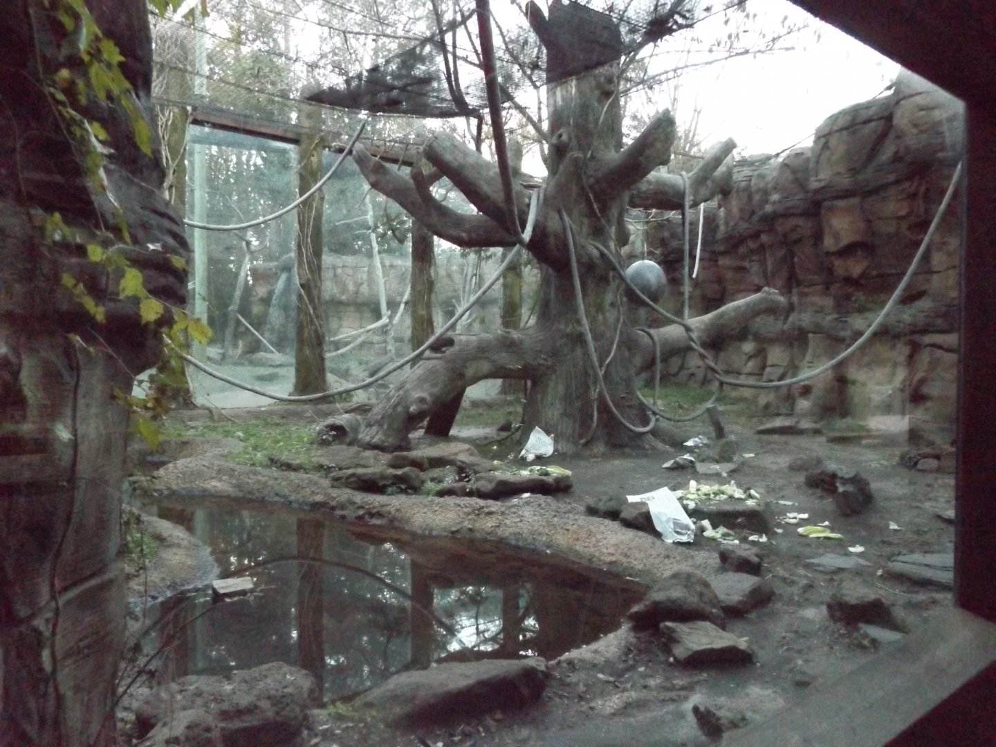 Colobus Monkey Exhibit