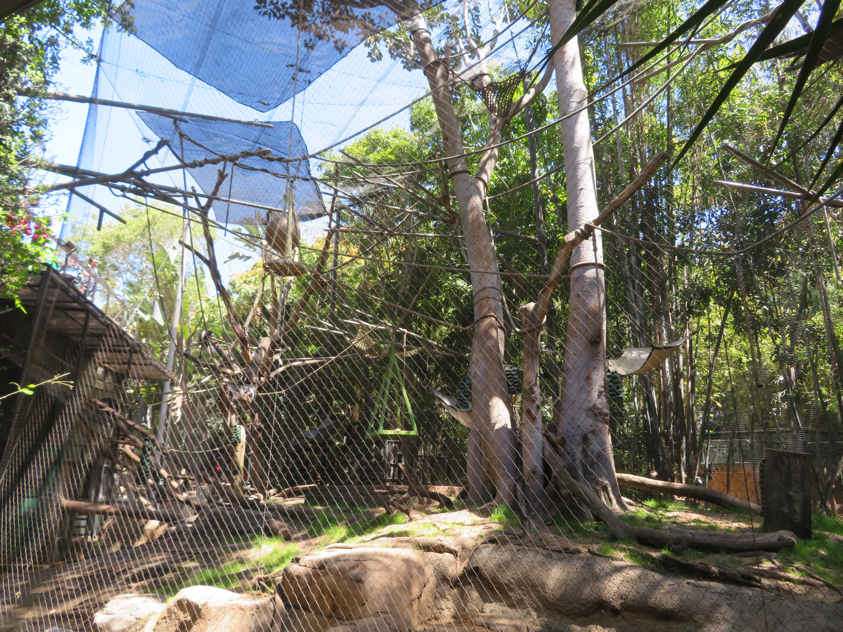 Colobus Monkey Exhibit