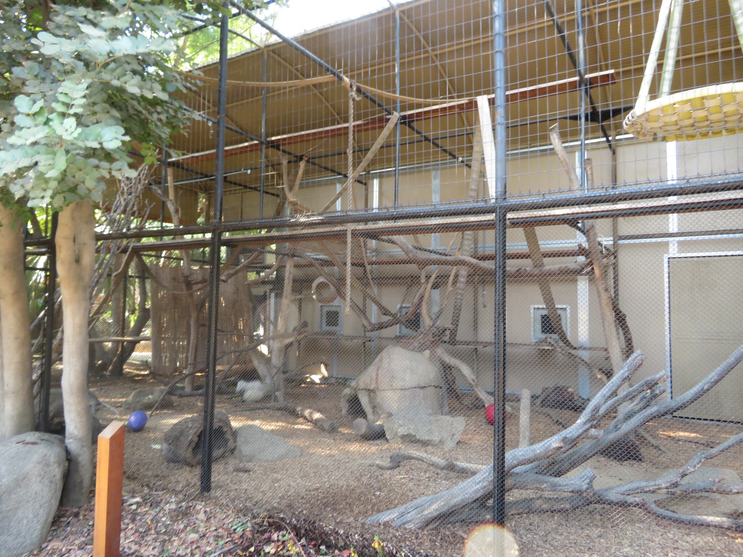 Colobus Monkey Exhibit