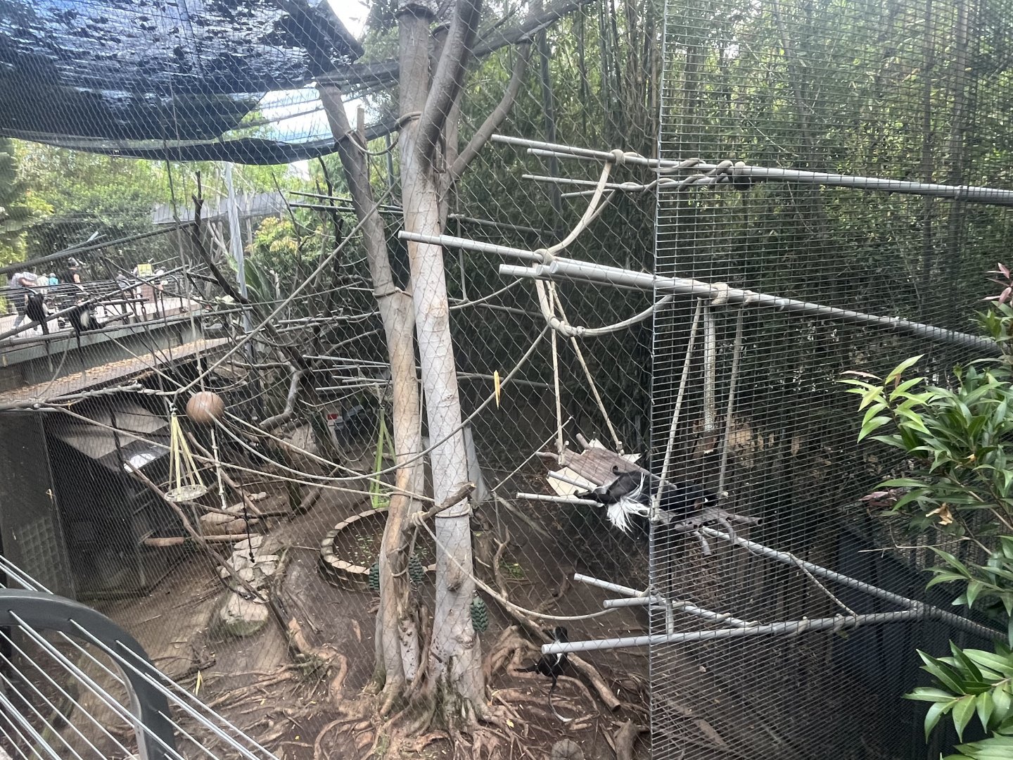 Colobus Monkey Exhibit