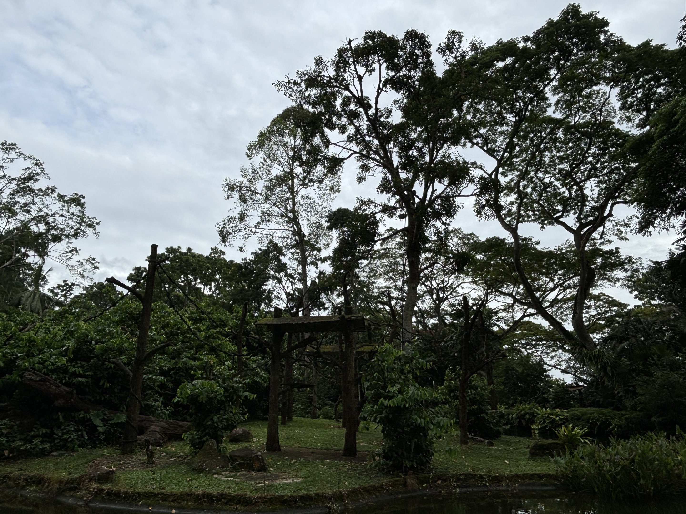 Colobus Monkey Exhibit