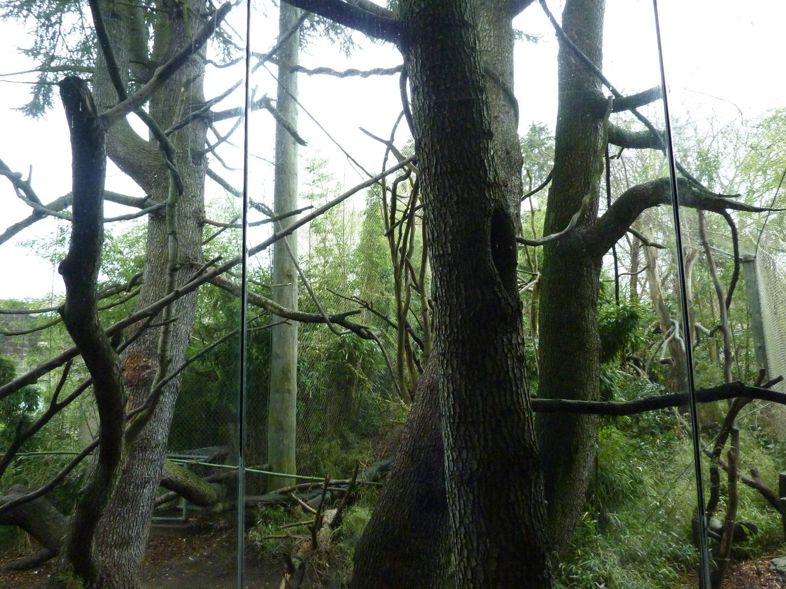 Colobus Monkey Exhibit