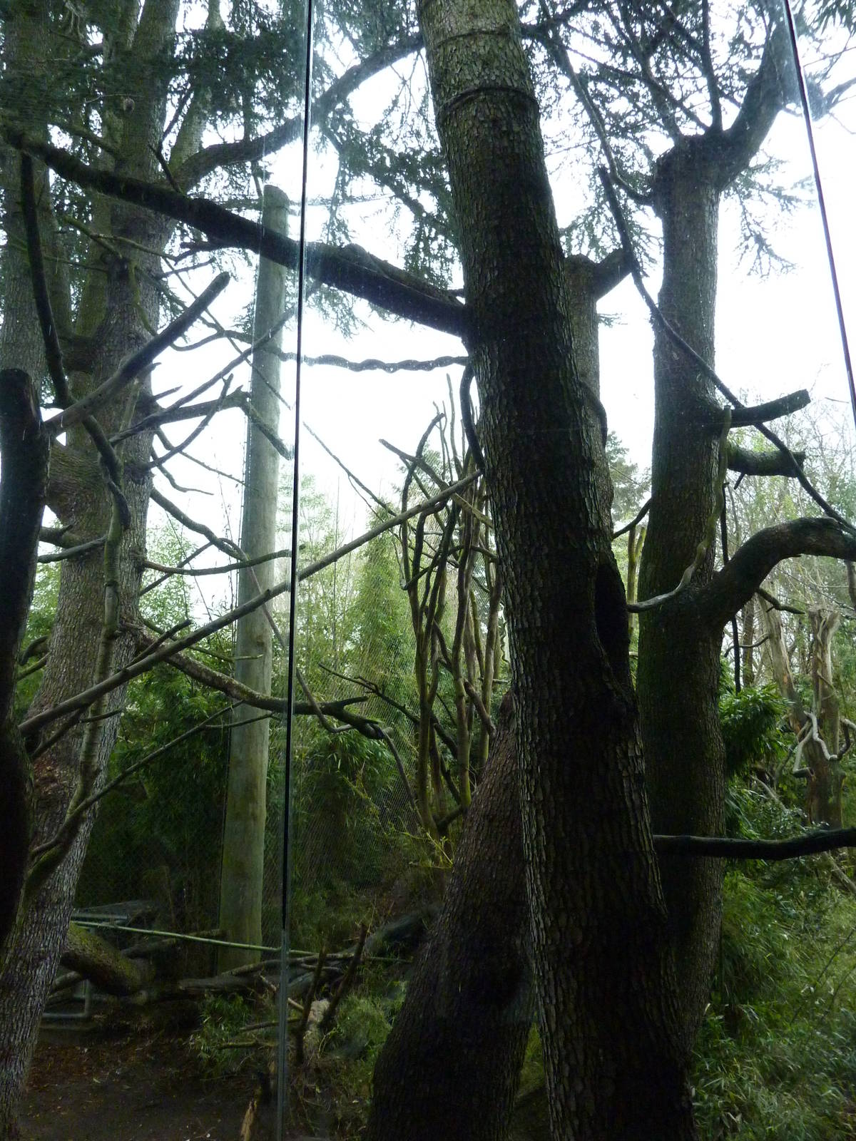 Colobus Monkey Exhibit