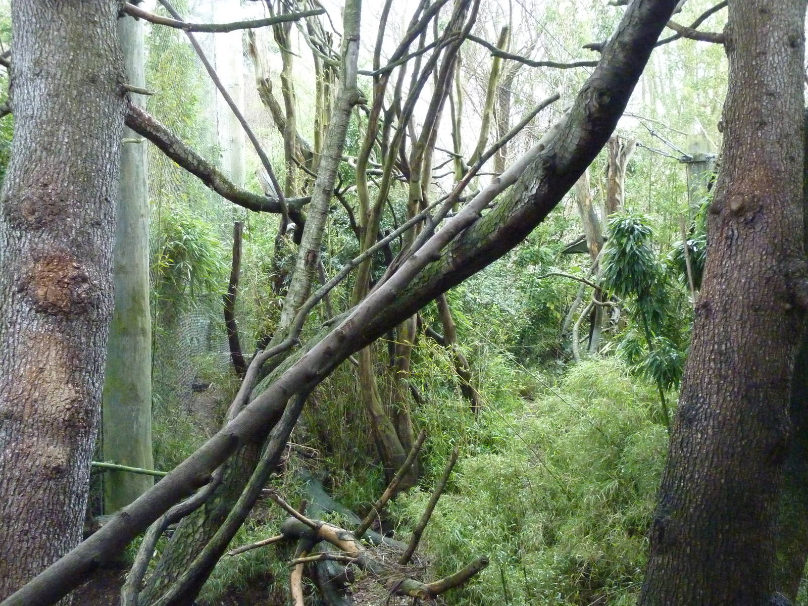 Colobus Monkey Exhibit
