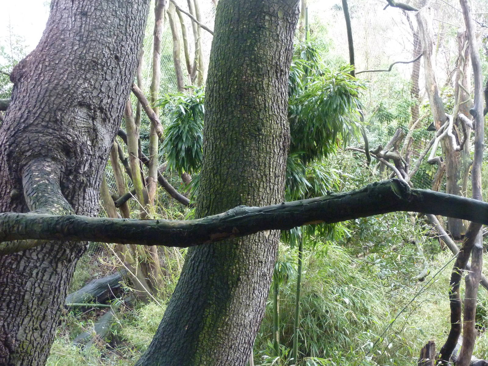 Colobus Monkey Exhibit