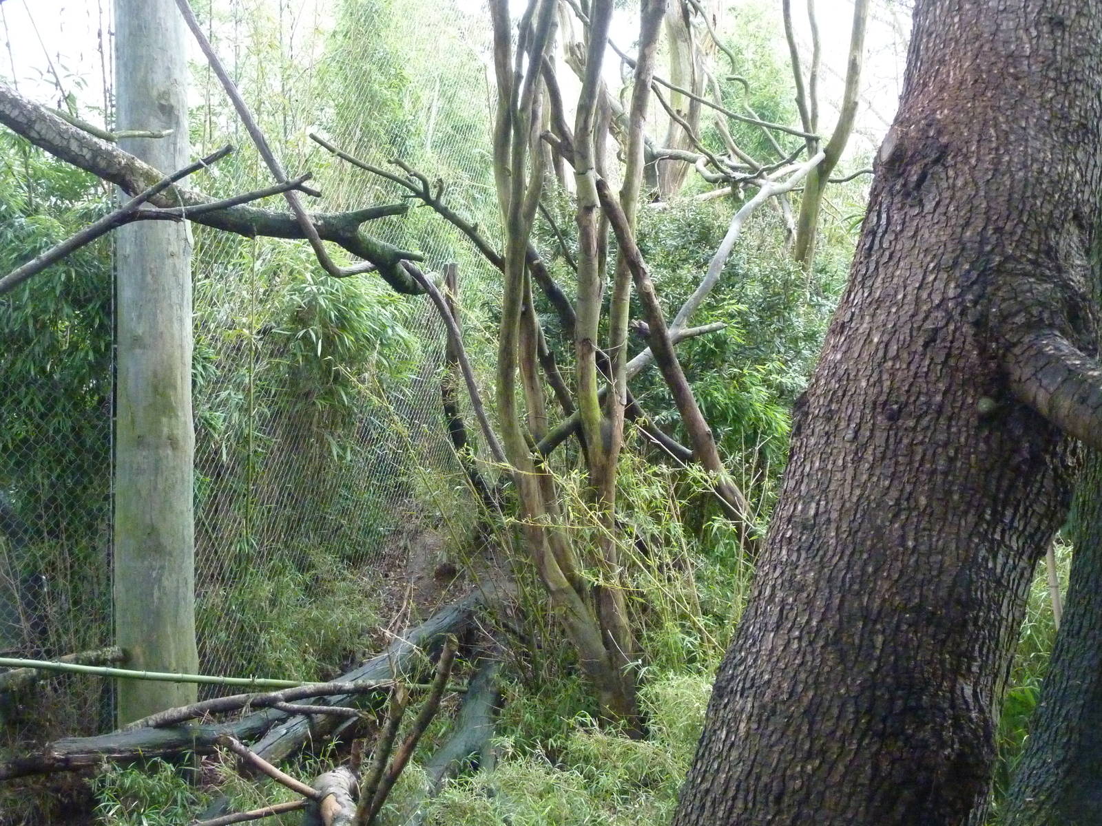 Colobus Monkey Exhibit