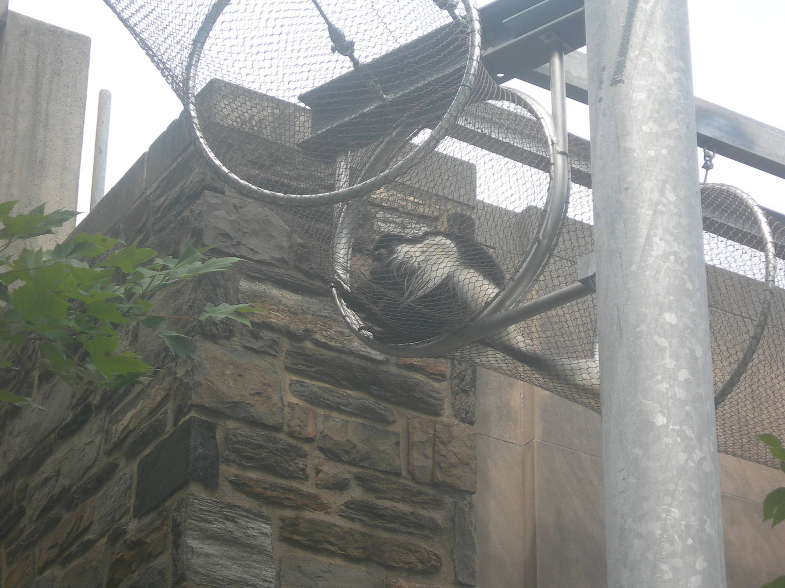Colobus Monkey in Treetop Trails