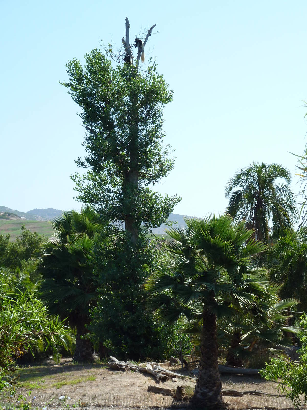 Colobus Monkey Island