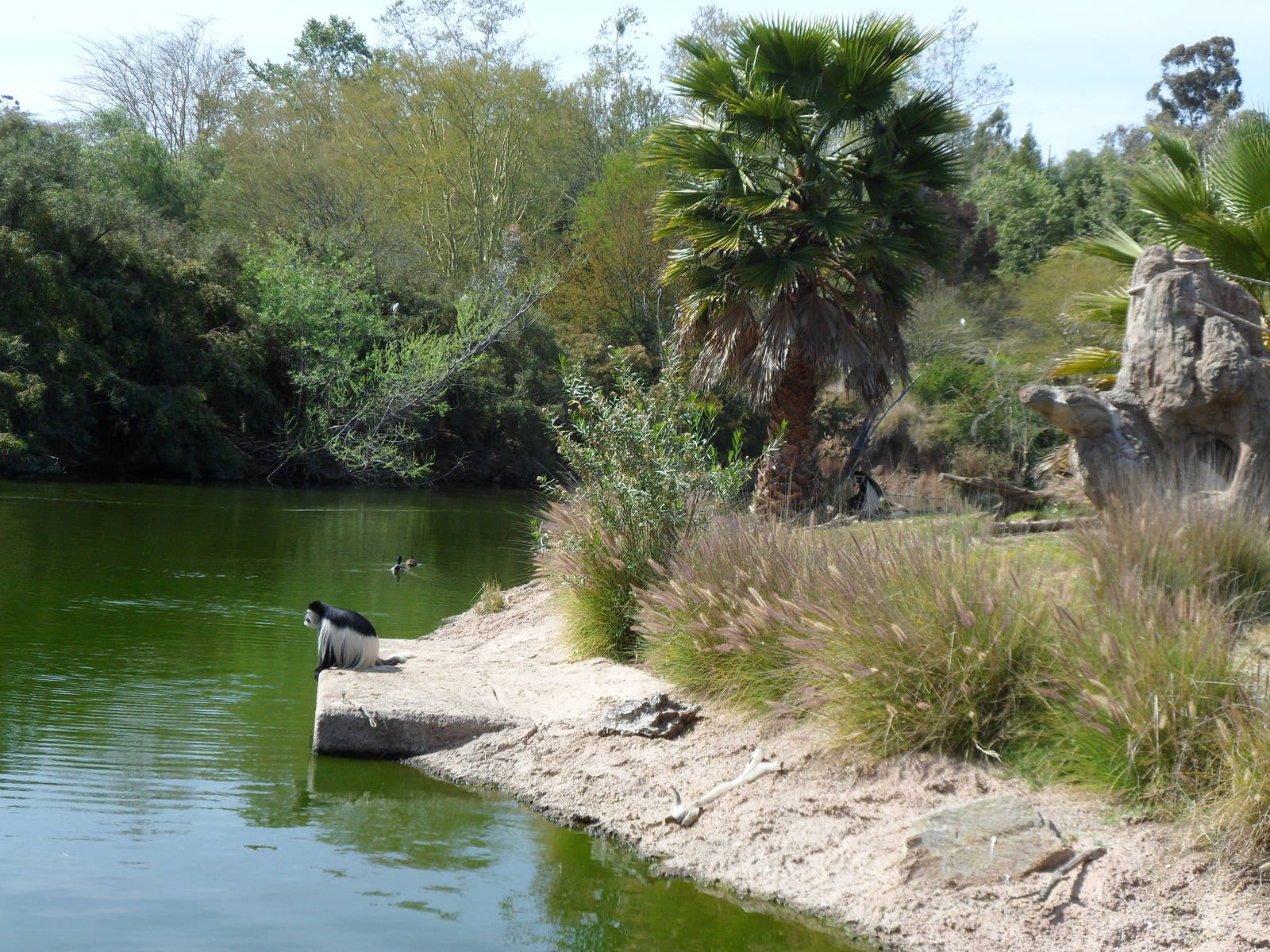 Colobus Monkey Island