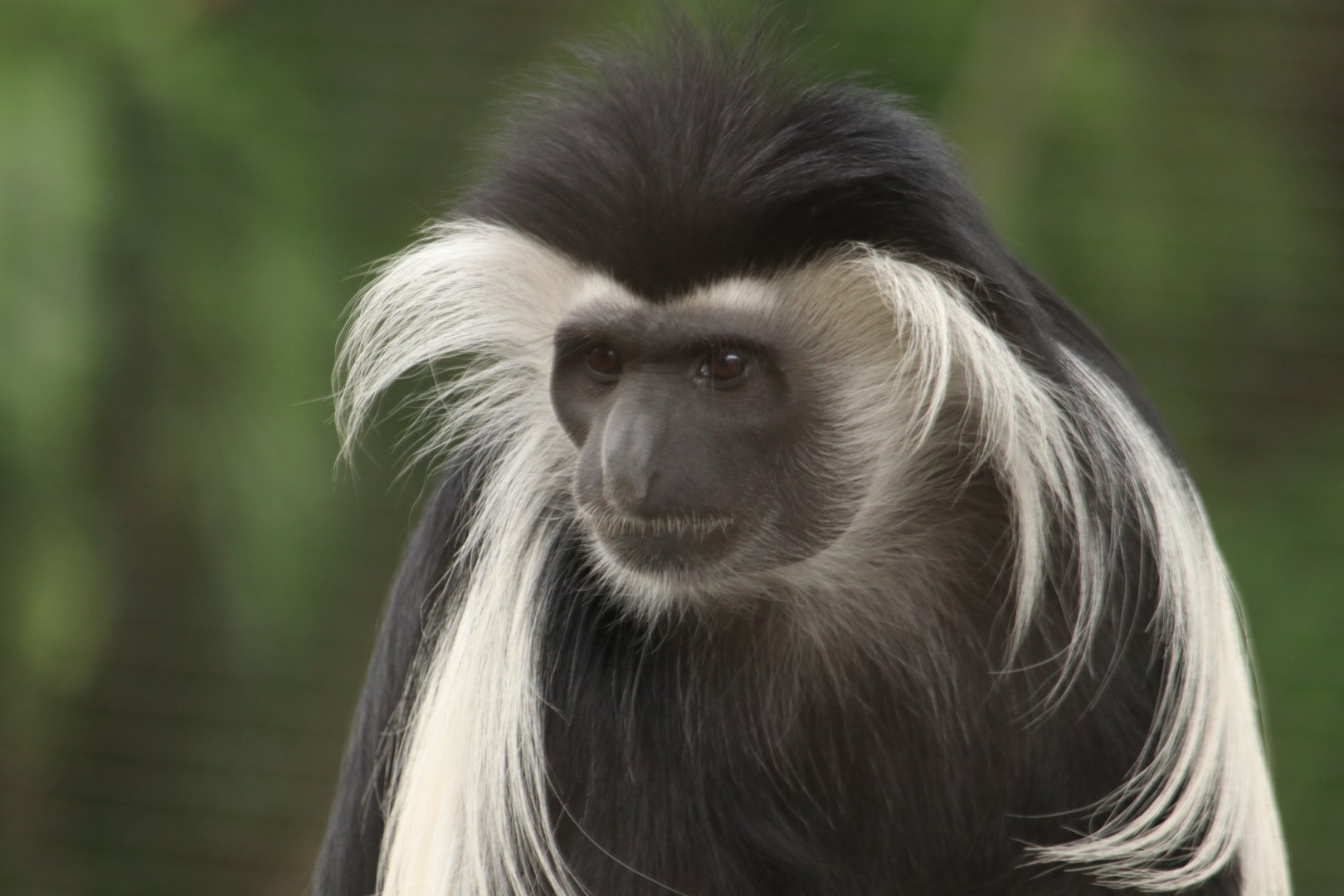 Colobus monkey (June 2019)