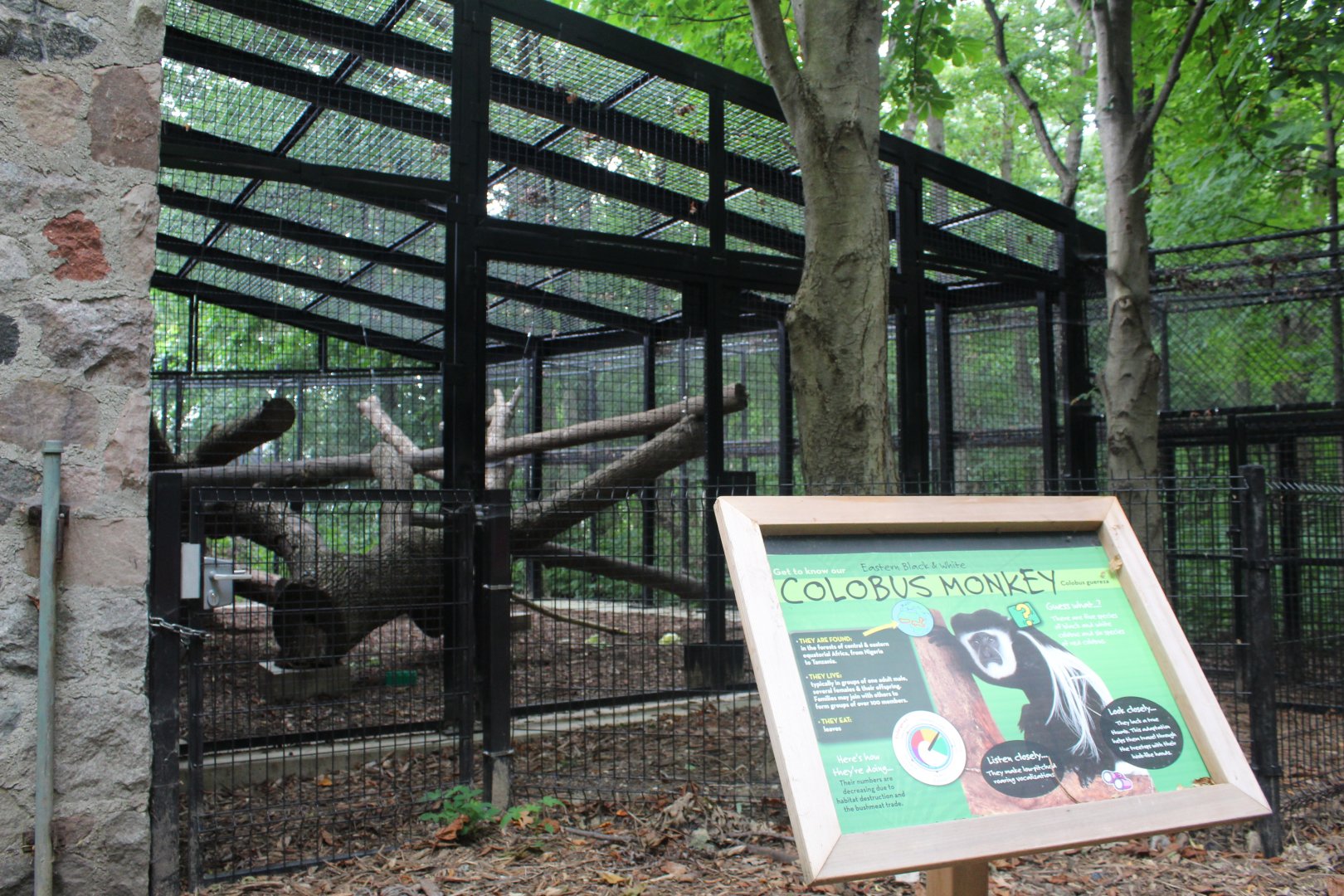 Colobus Monkey Outdoor Exhibit