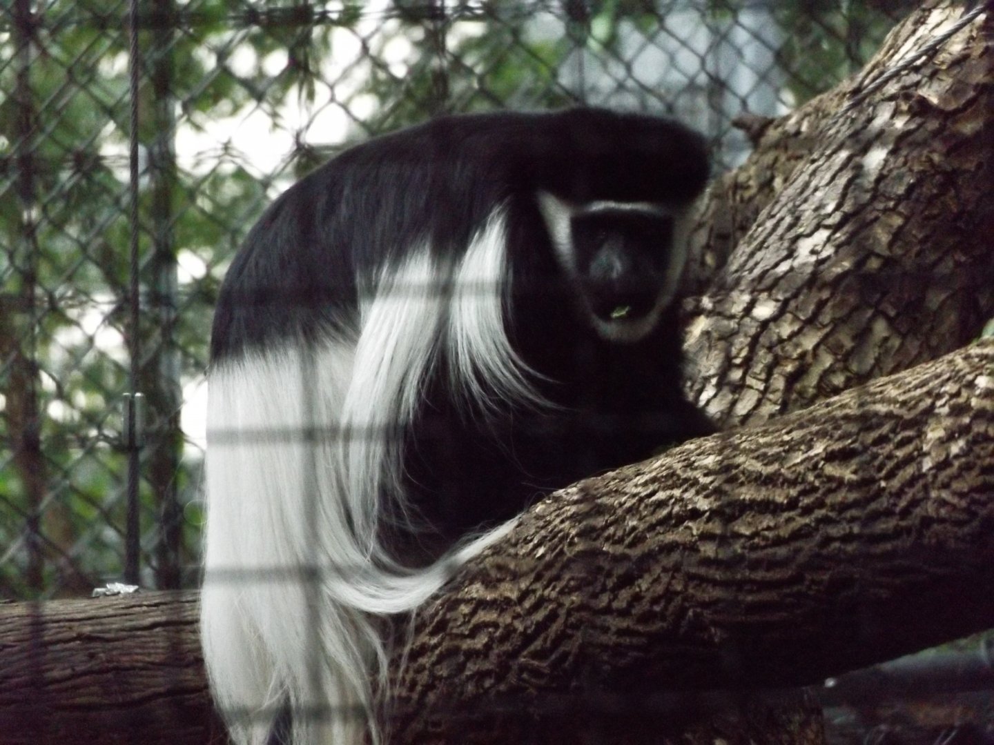 Colobus Monkey outside