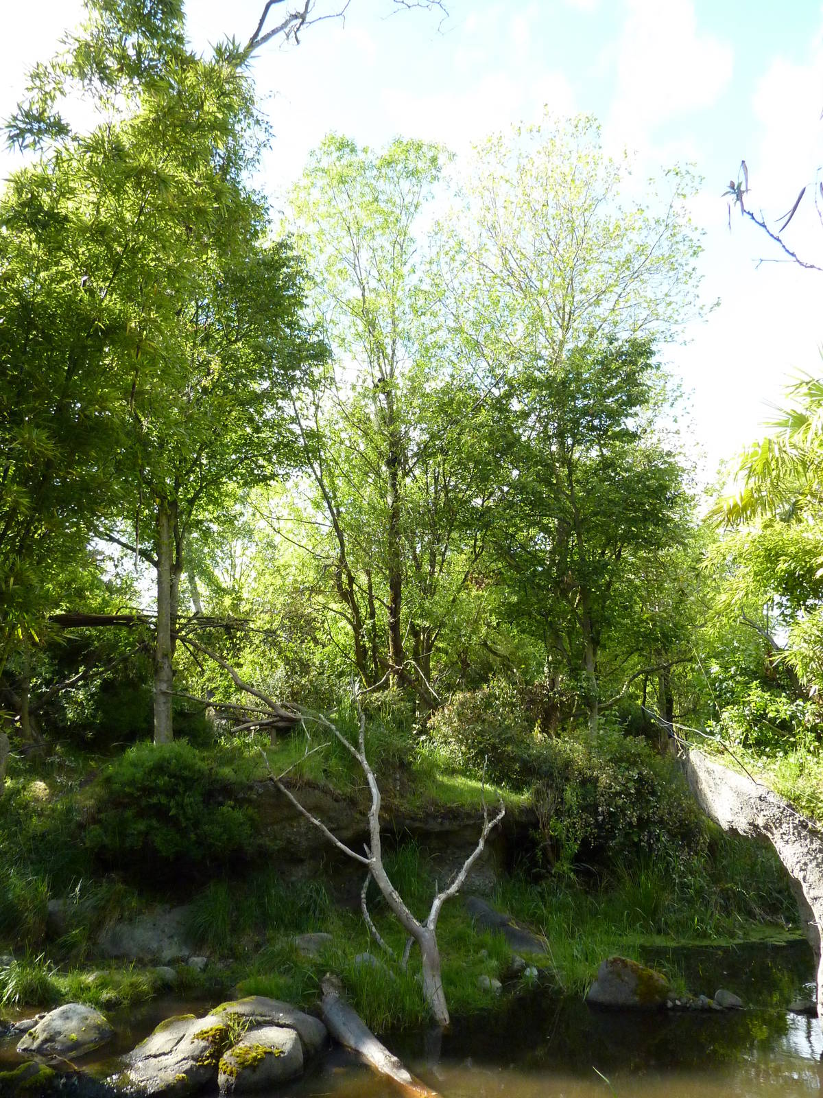 Colobus Monkey/Red-Flanked Duiker Exhibit