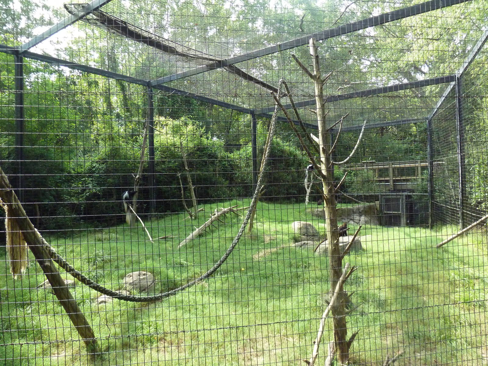 Colobus Monkey/Redtail Guenon Exhibit