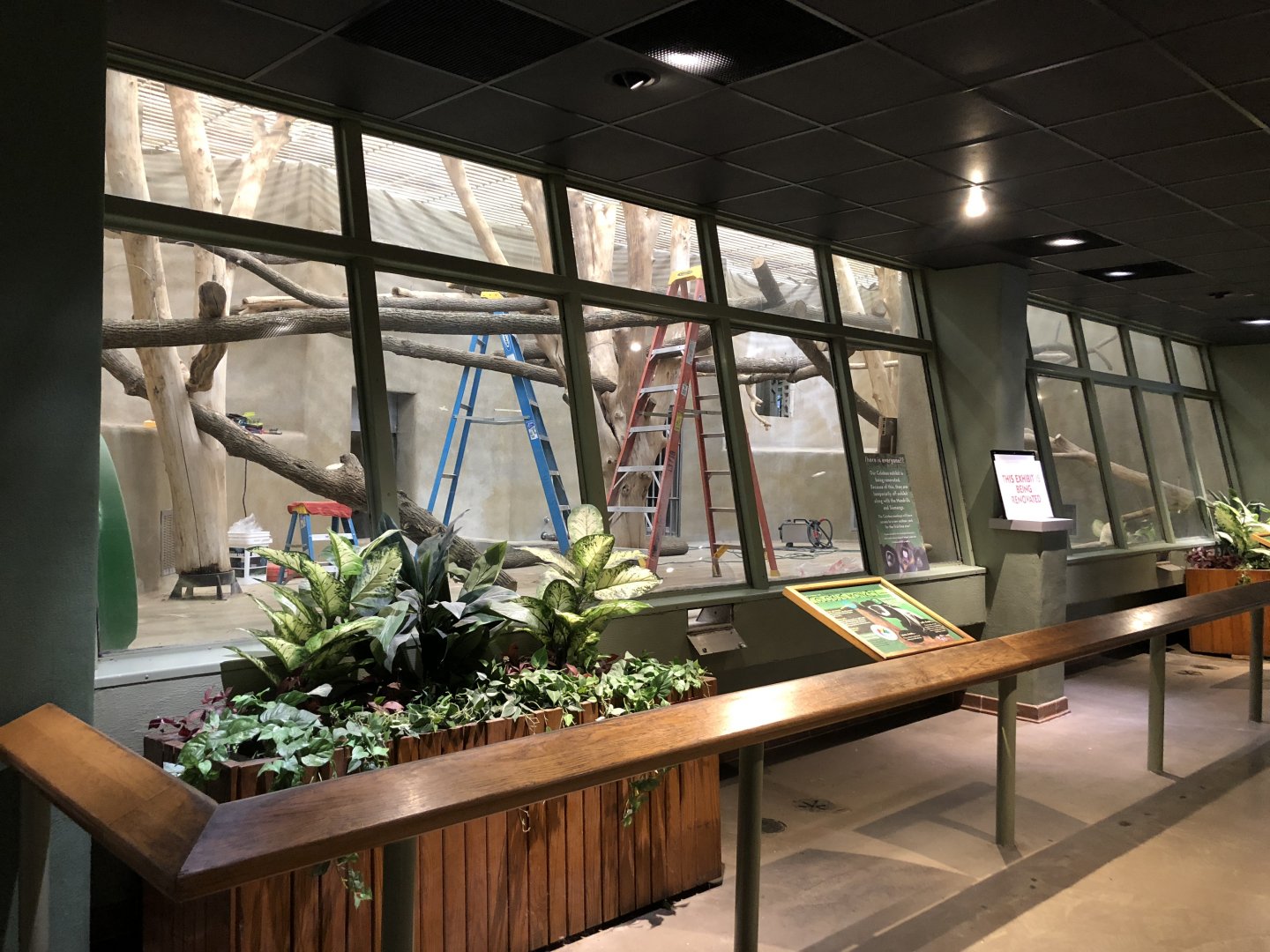 Colobus Monkey Renovation