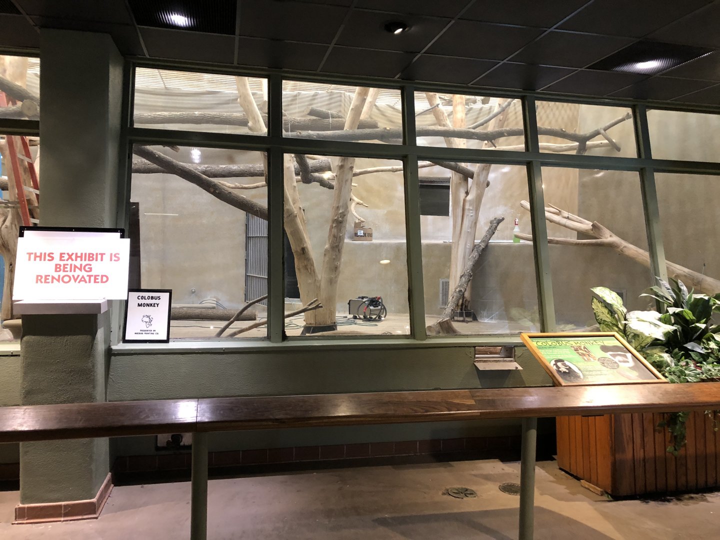 Colobus Monkey renovation