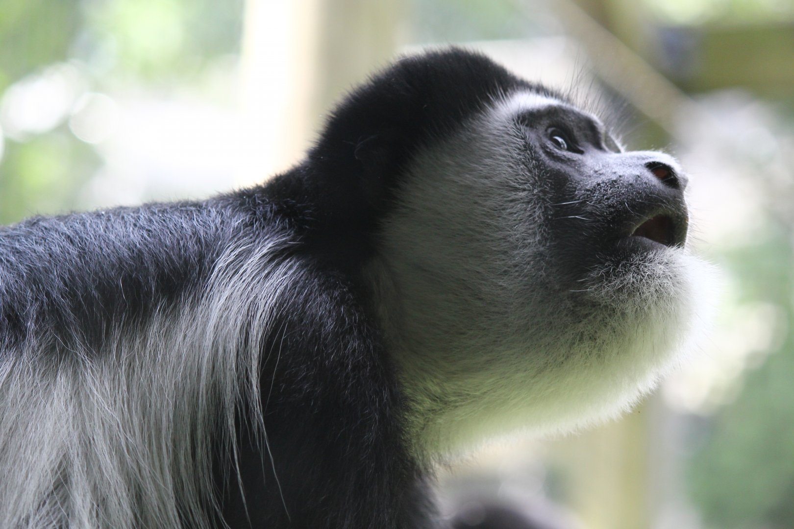 Colobus Monkey showing aggression