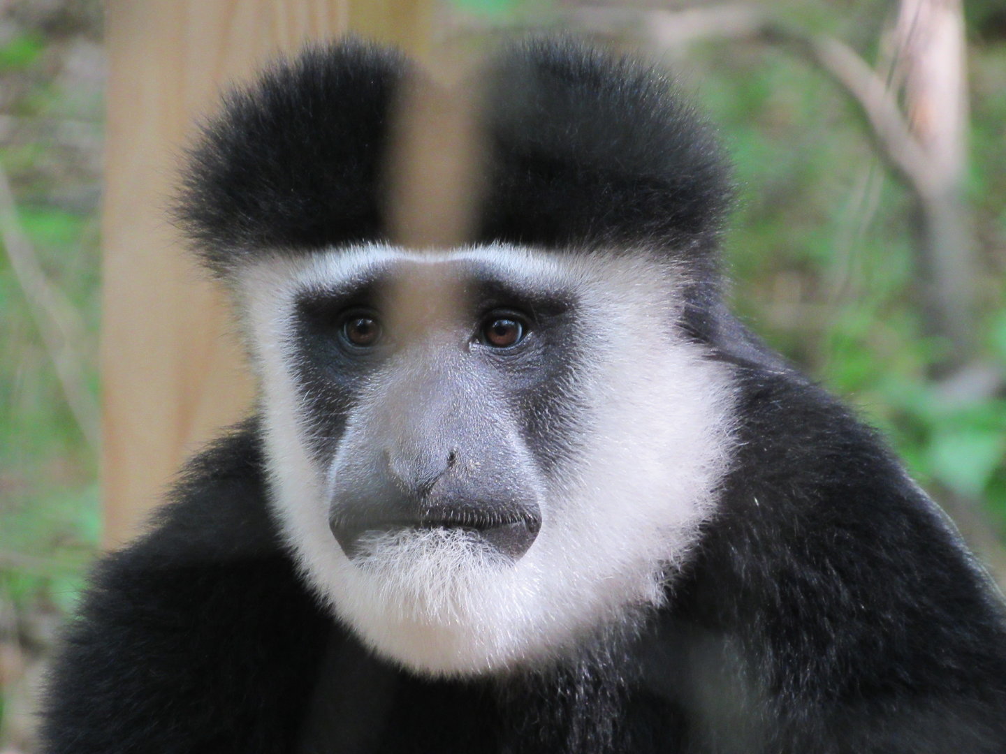 Colobus Monkey Usi - 5/23/23