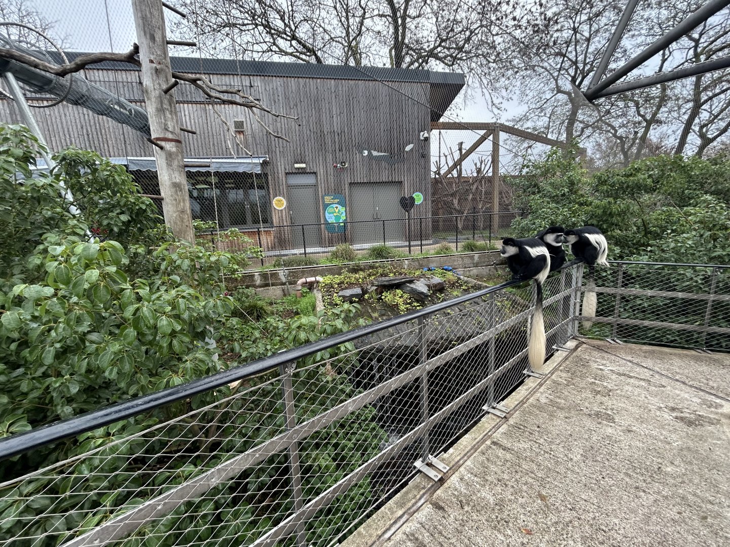 Colobus Monkey Walkthrough Exhibit (Snowden Aviary)