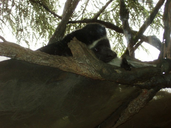 Colobus Monkey