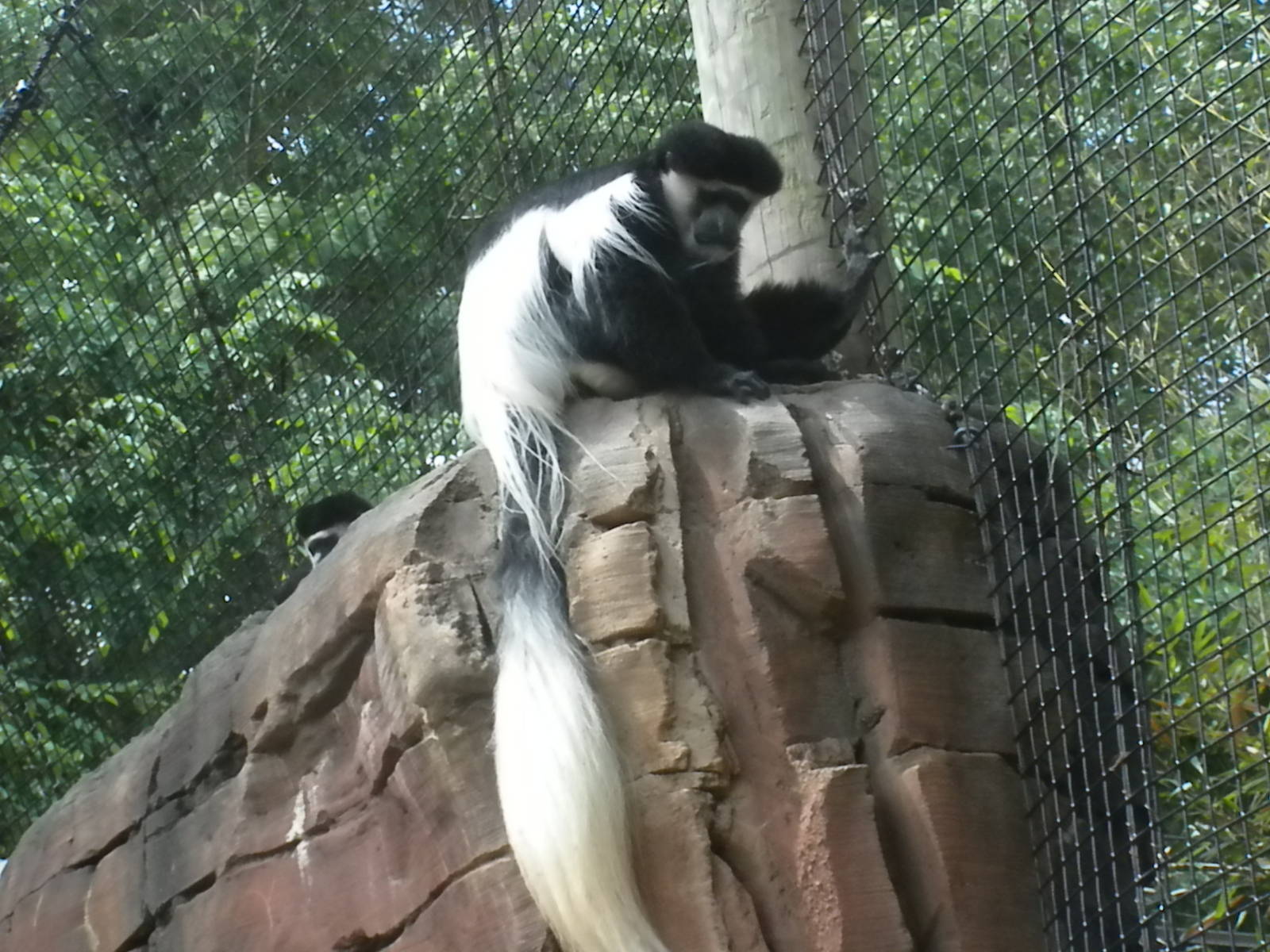 Colobus Monkey