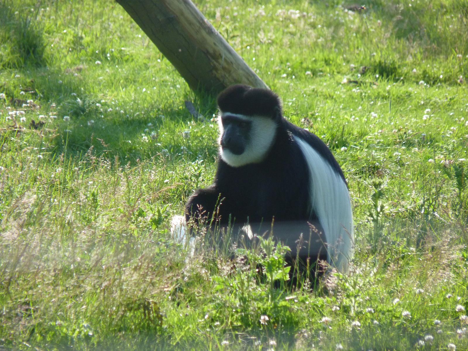 Colobus Monkey
