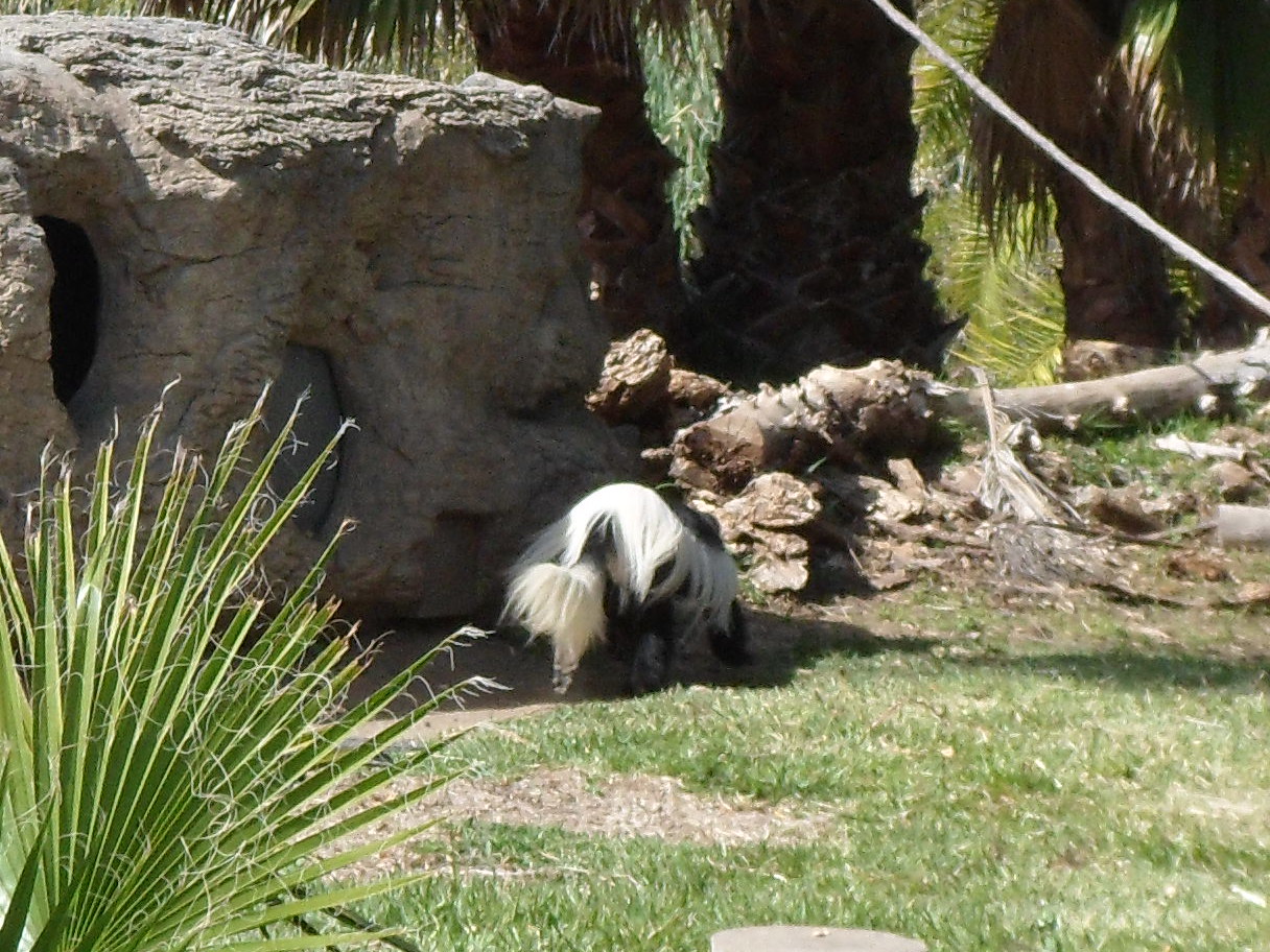 Colobus Monkey