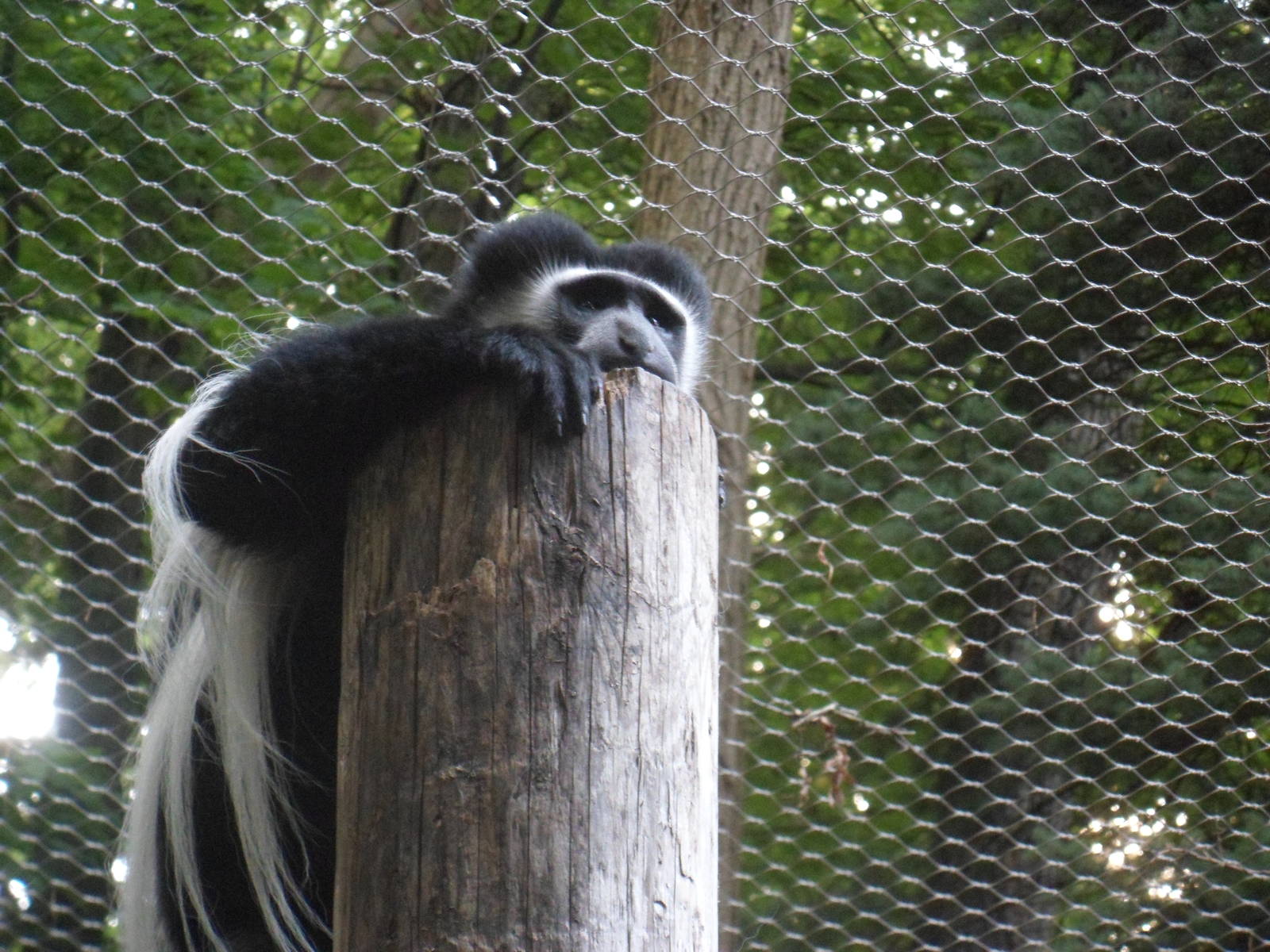 Colobus Monkey