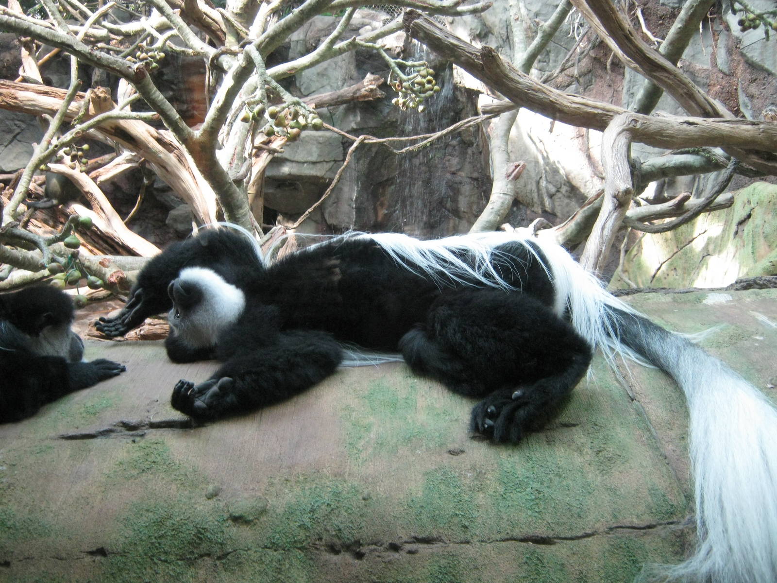Colobus Monkey