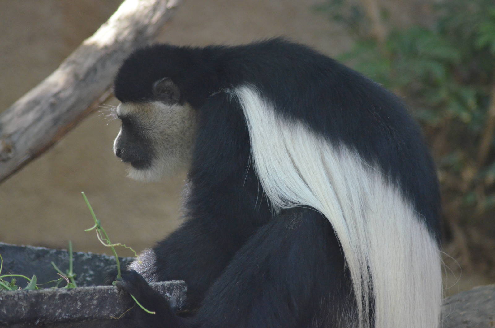 Colobus Monkey
