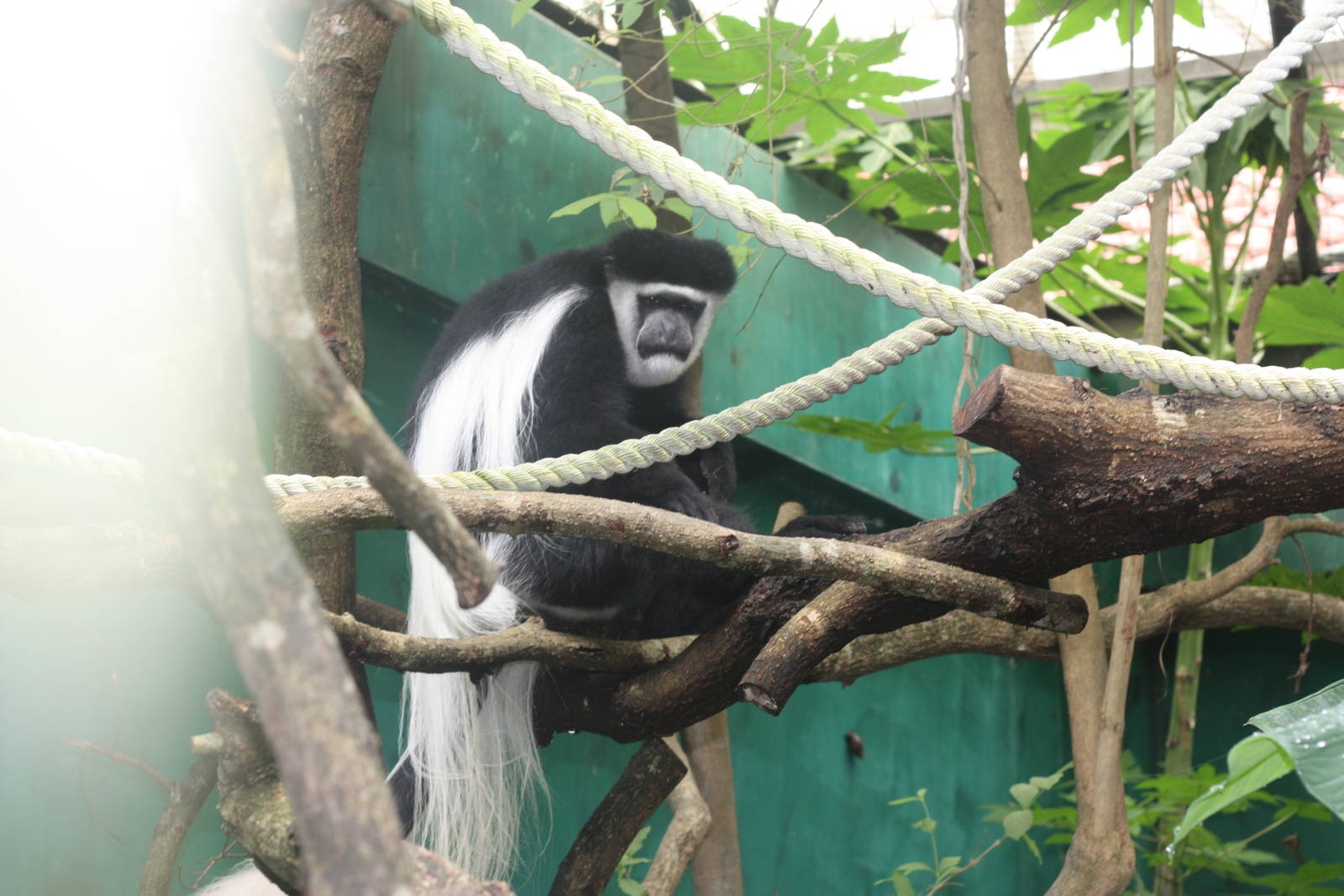 colobus monkey