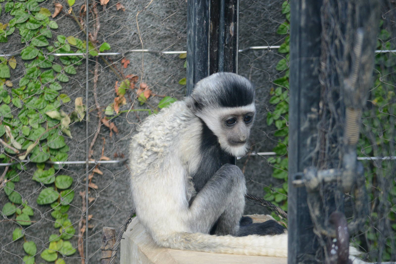 Colobus monkey