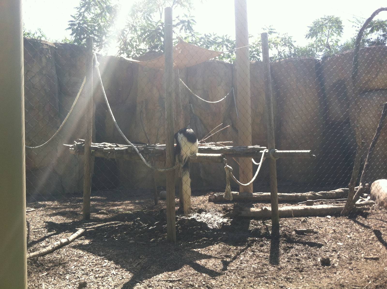 Colobus Monkey