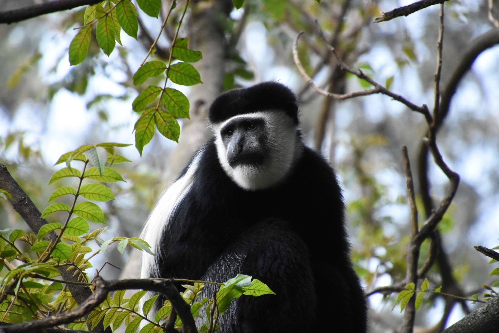 Colobus monkey