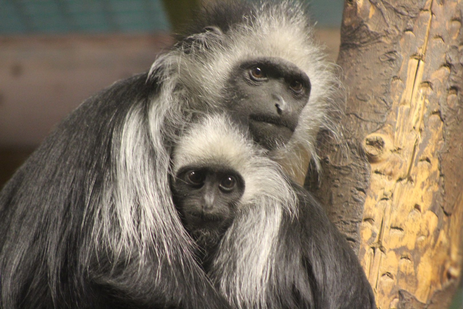 Colobus Monkey