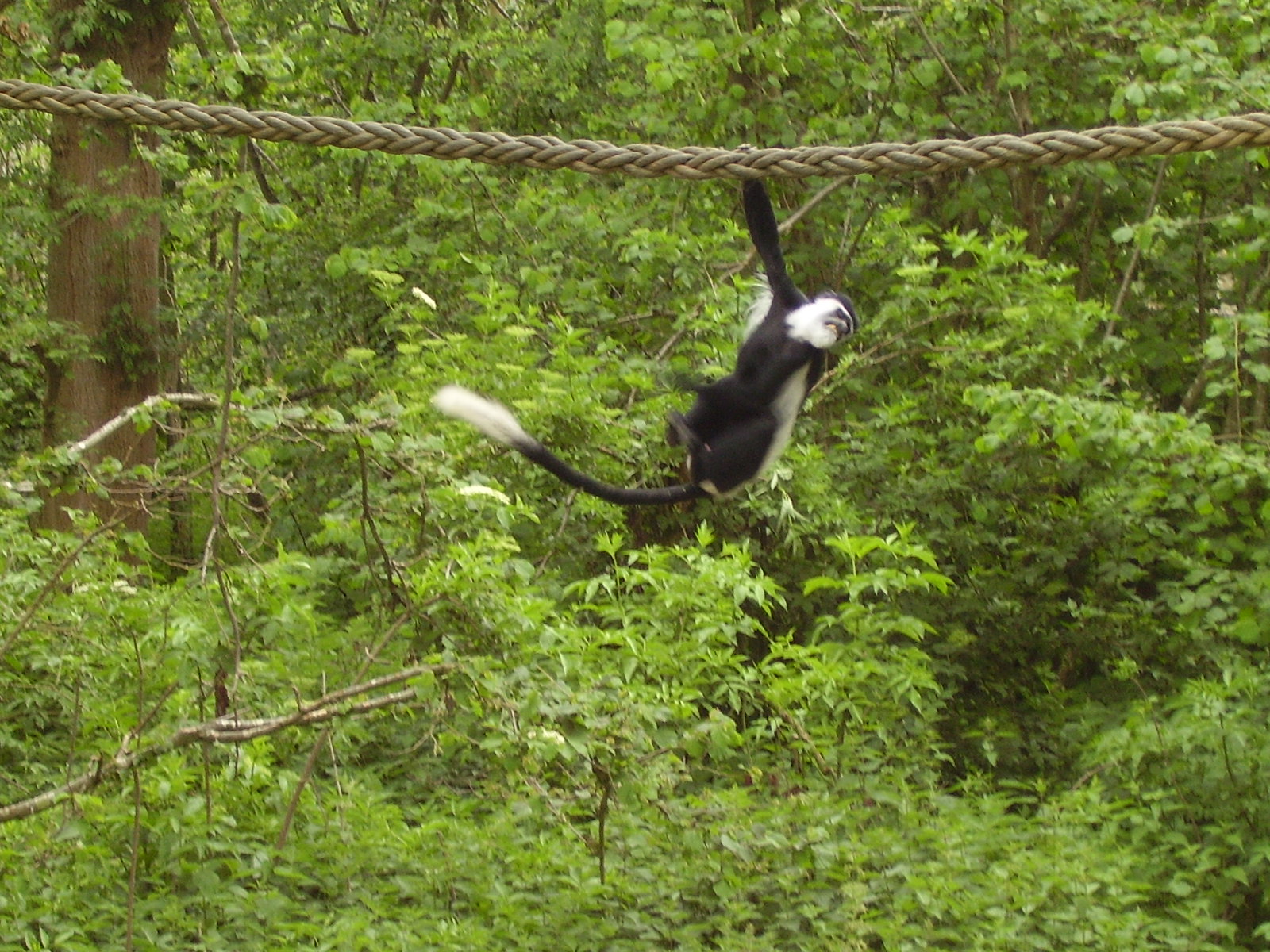 Colobus Monkey