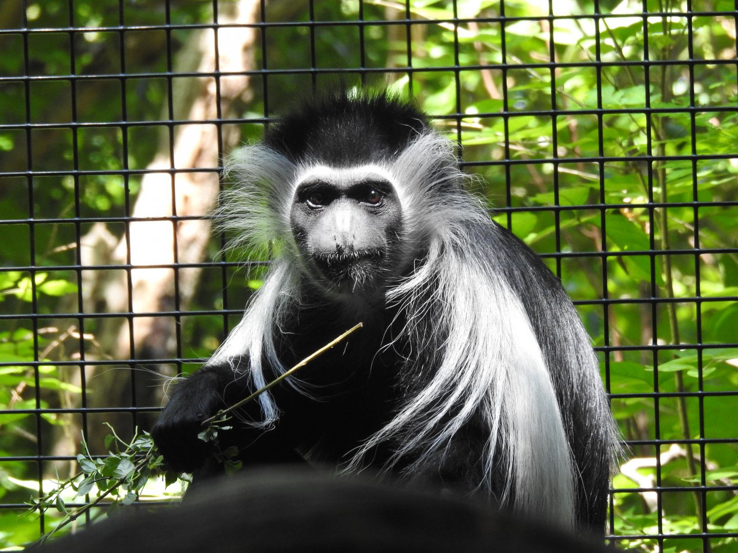 Colobus Monkey