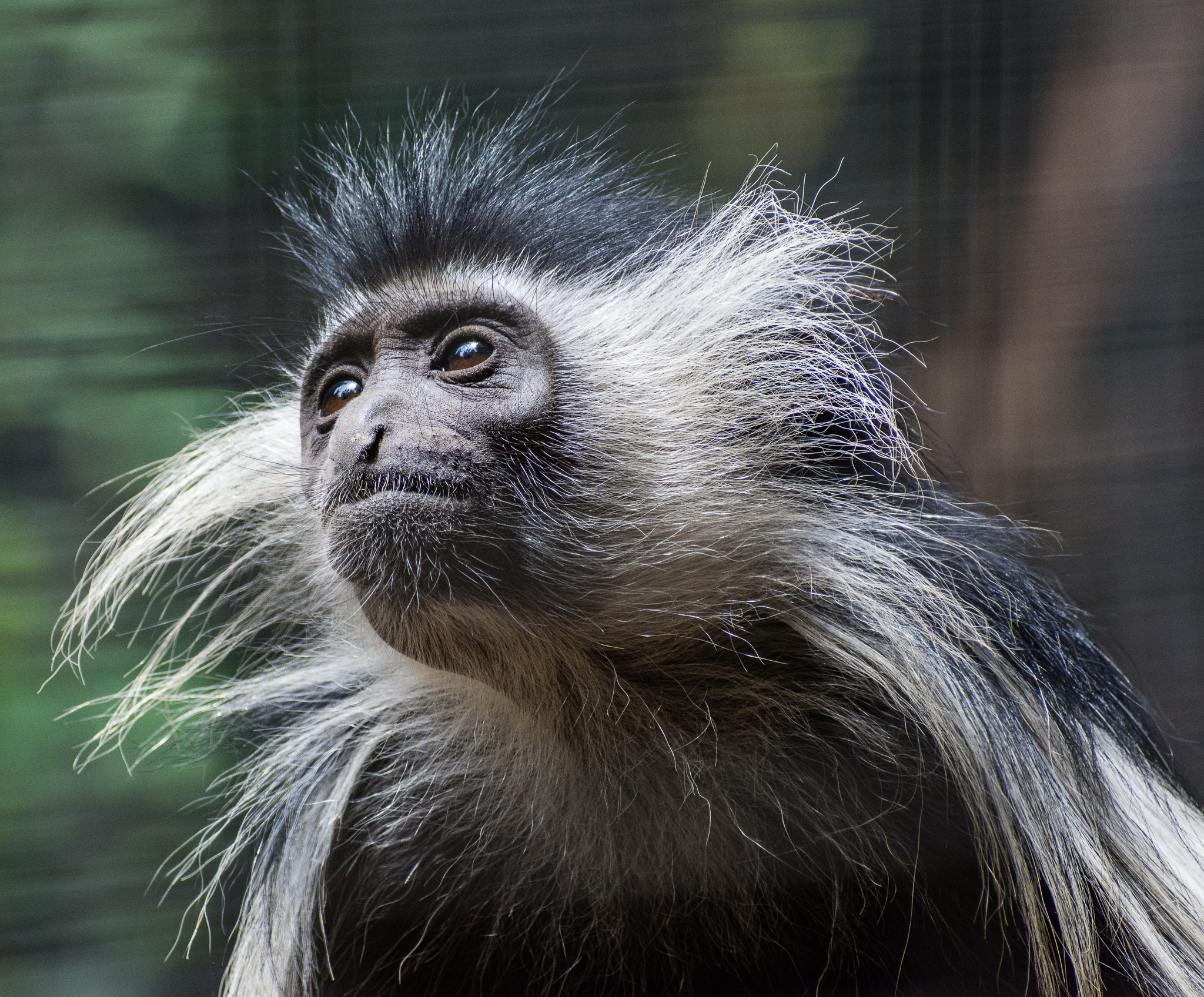 Colobus monkey