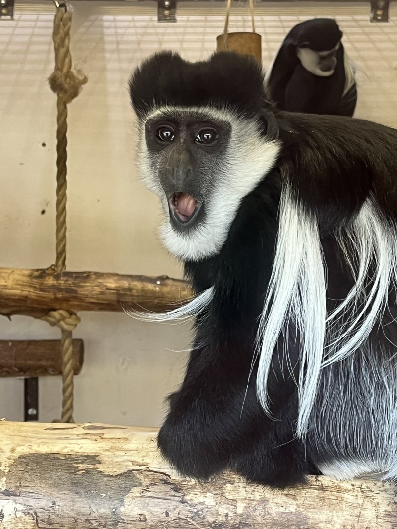 Colobus Monkey