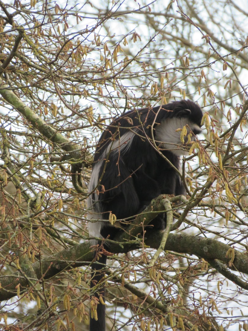 Colobus monkey