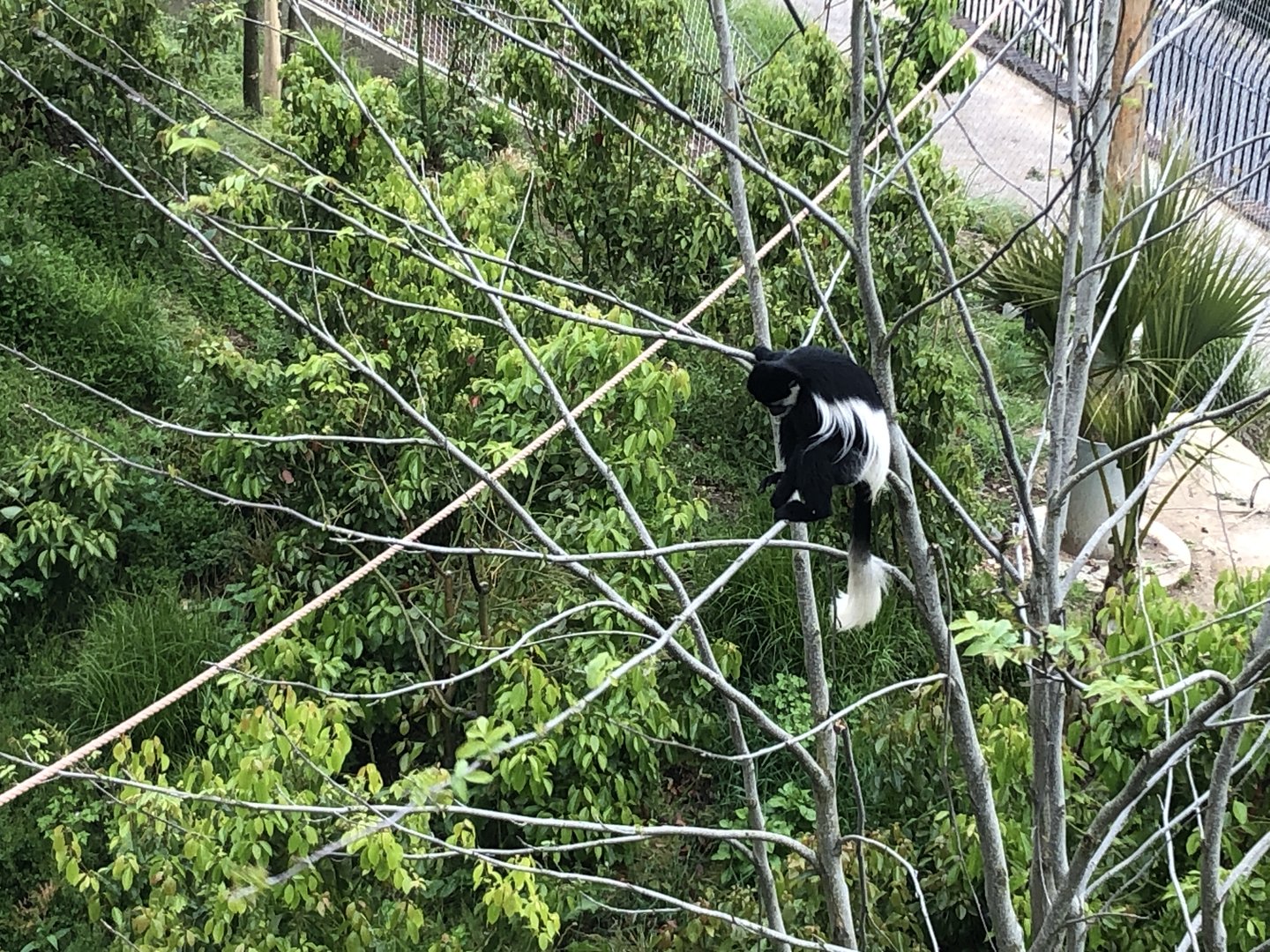 Colobus Monkey