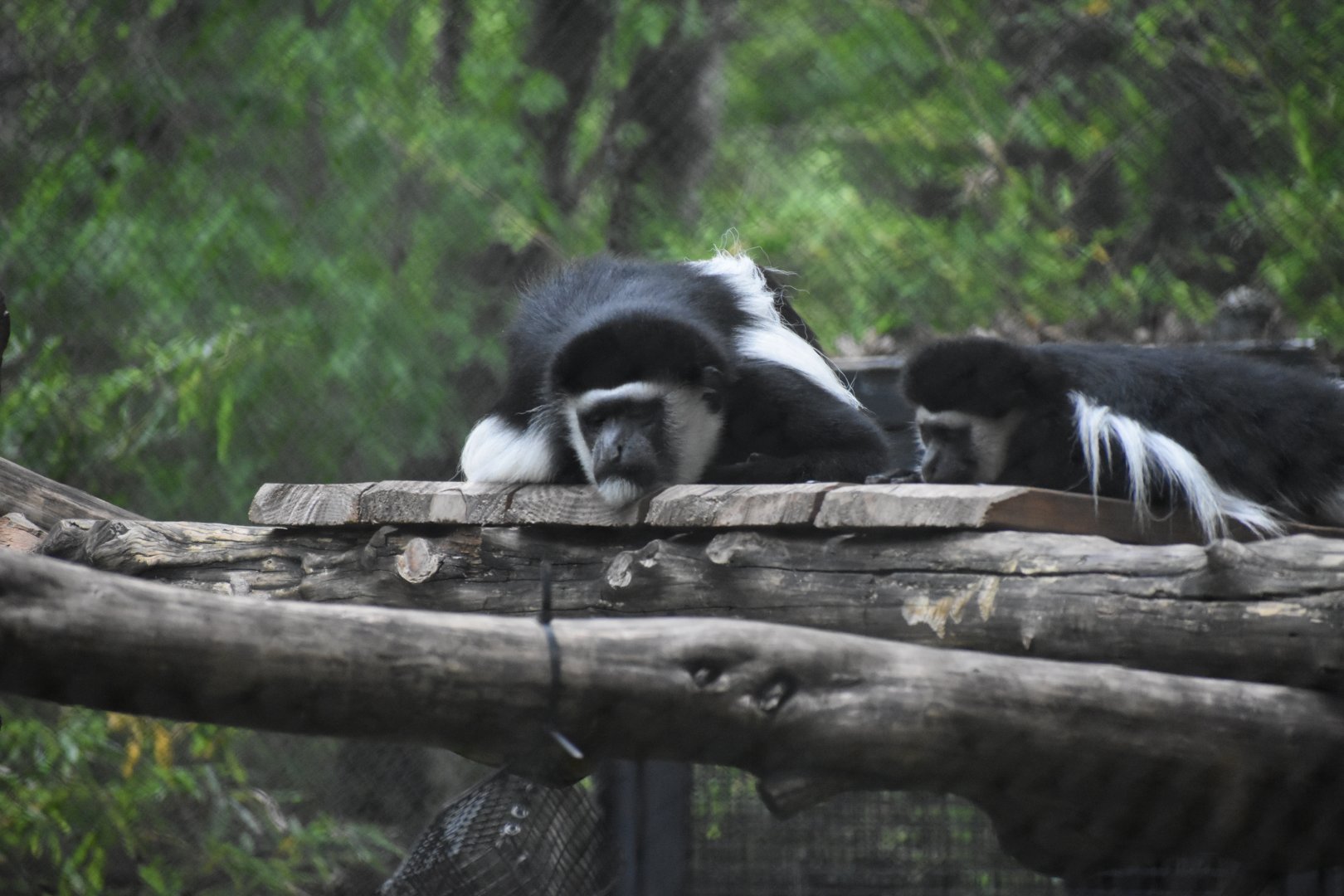 Colobus Monkey