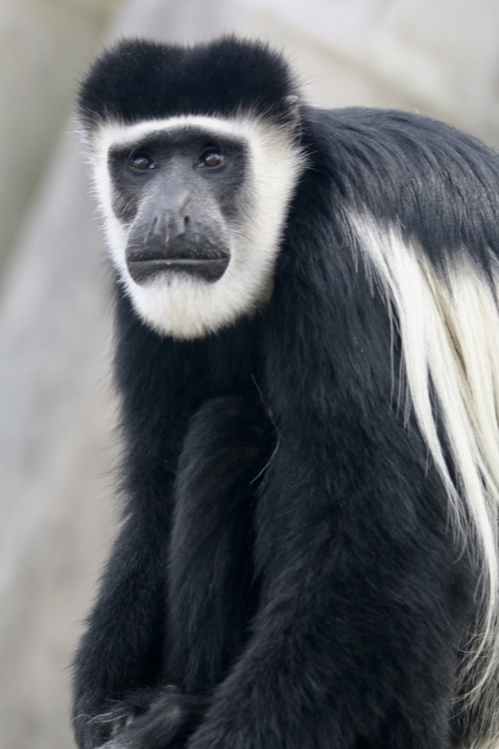 Colobus Monkey