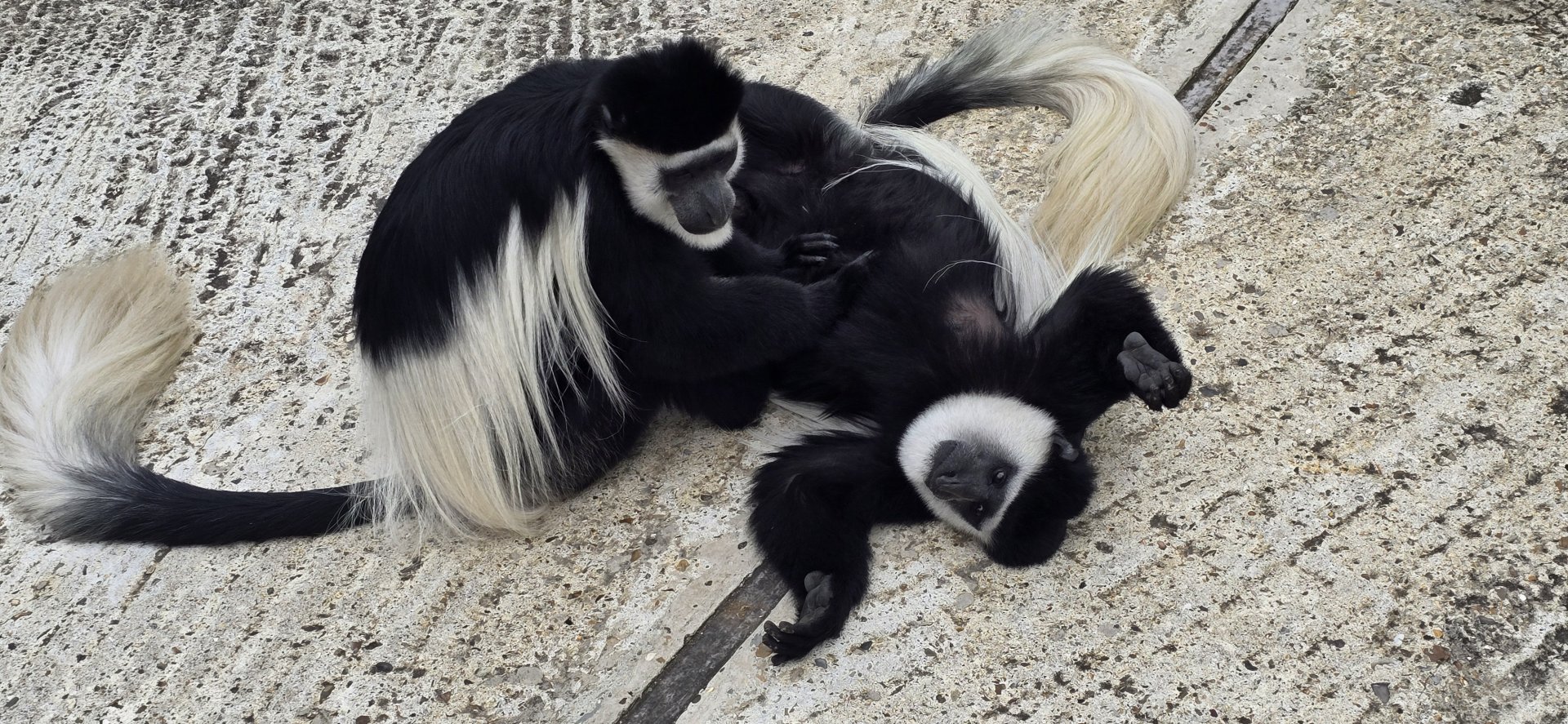 Colobus monkey