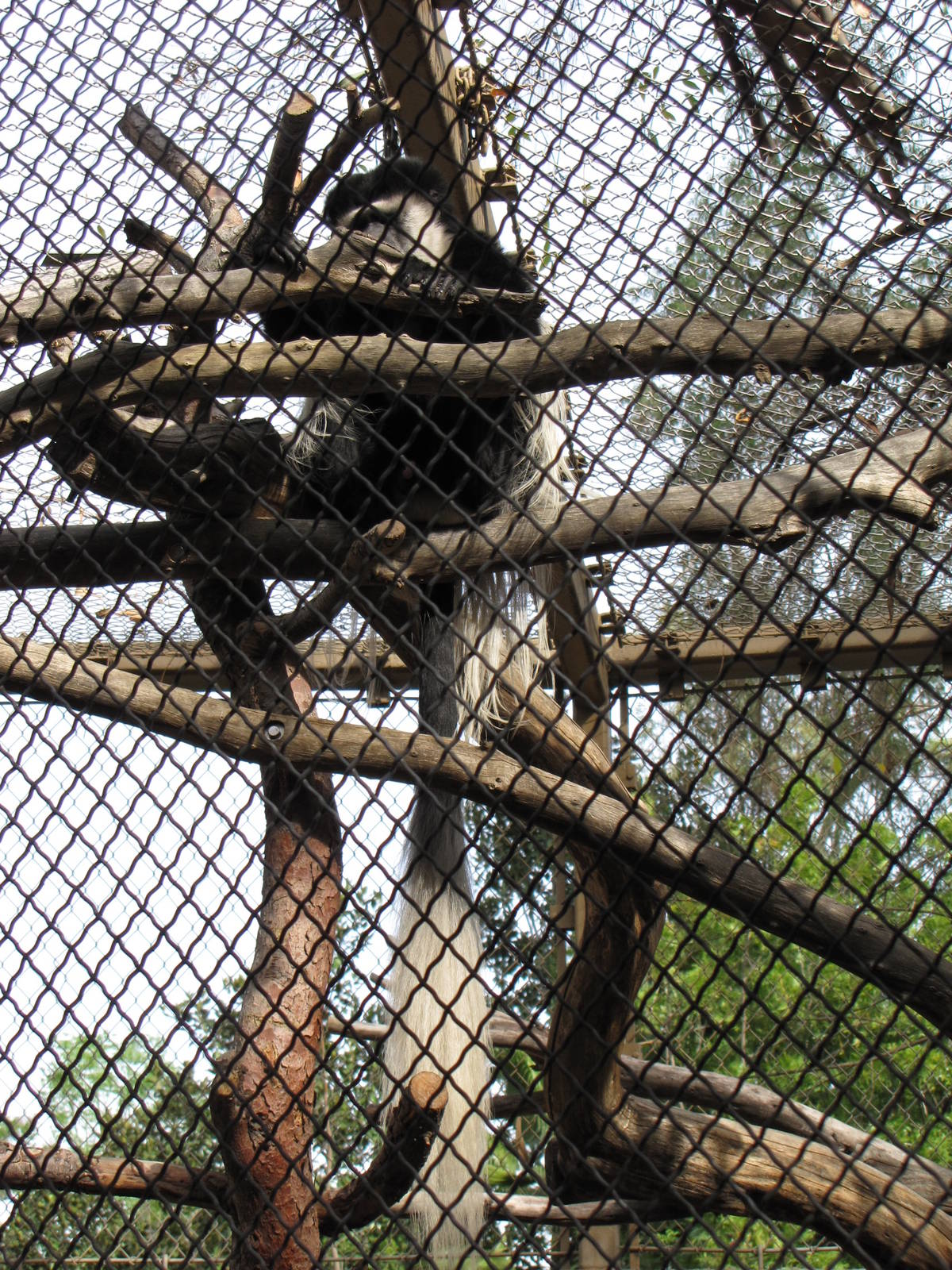 Colobus Monkey