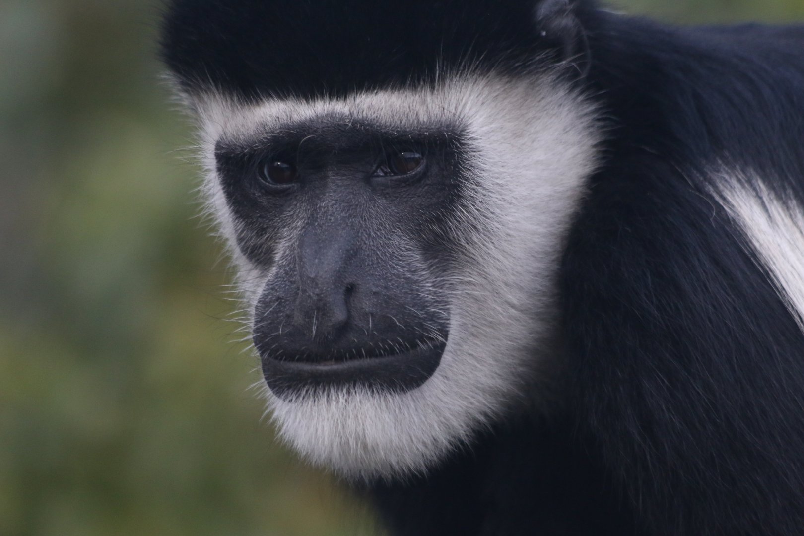 Colobus Monkey