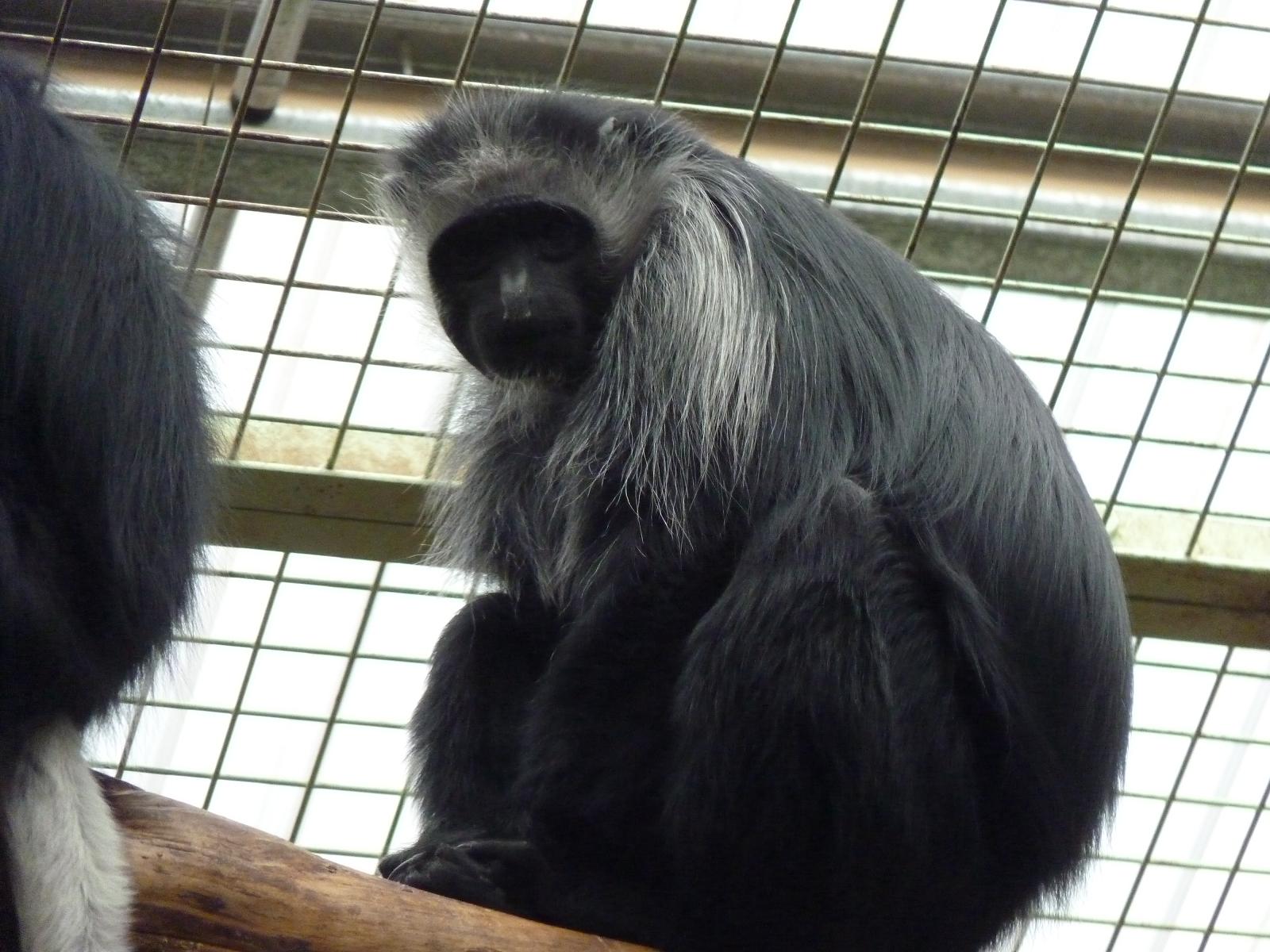 Colobus Monkey