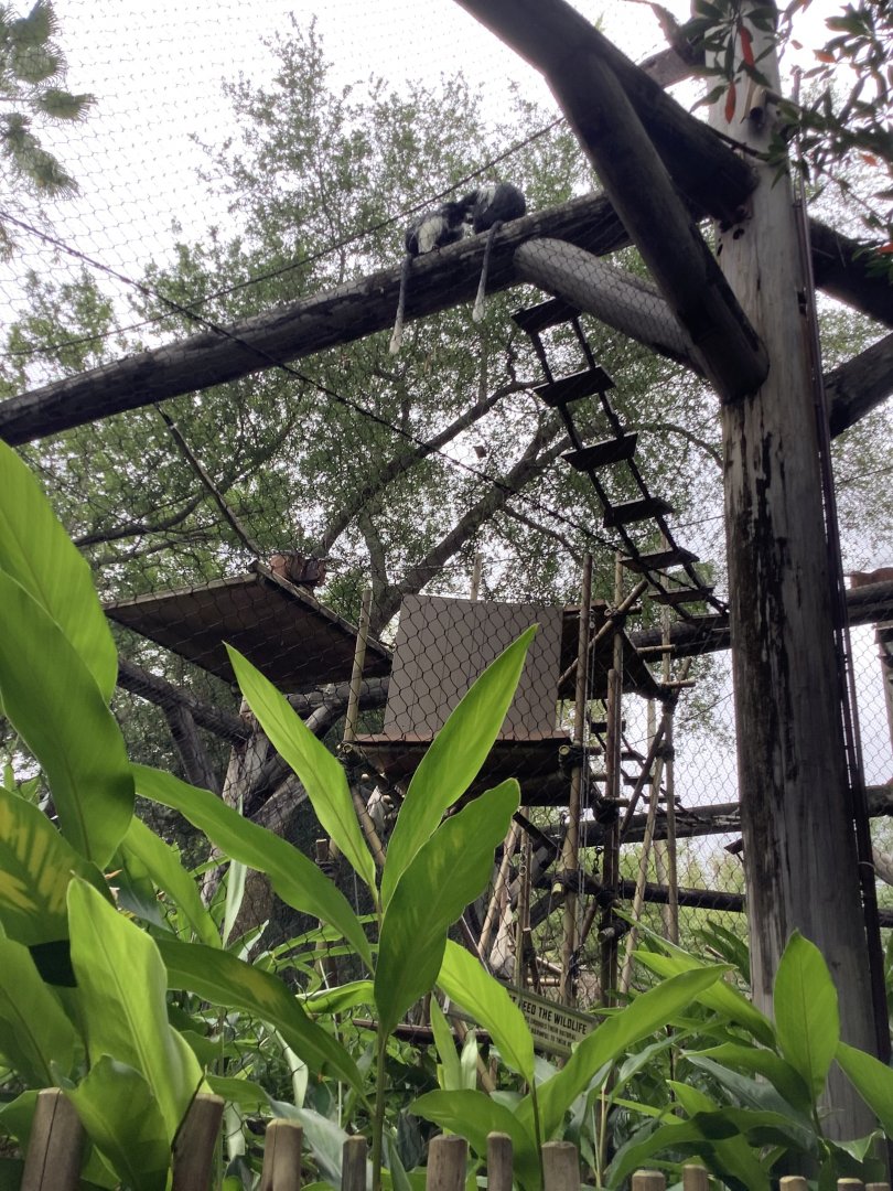 Colobus Monkeys 3/18/24