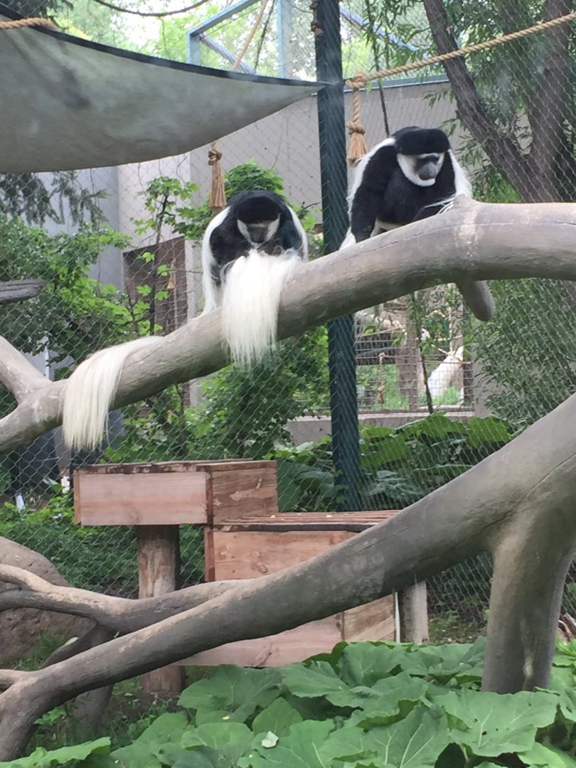 Colobus monkeys 6-23-2017